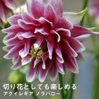 ��ͽ��۽ɺ��� �� �������쥮�� �Υ�Х��� ��������󥰥ݥå� �ڤ�ָ��� ����ä��󤽤� ¿ǯ�� �ڥ�˥���ڣ����Ⱦ���缡ȯ����