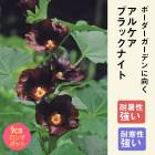 ͽ۽ɺ  륱 ֥åʥ 9󥰥ݥå  ι⤤ ܡ ǥ ¿ǯڣ沼ܤ缡ȯ