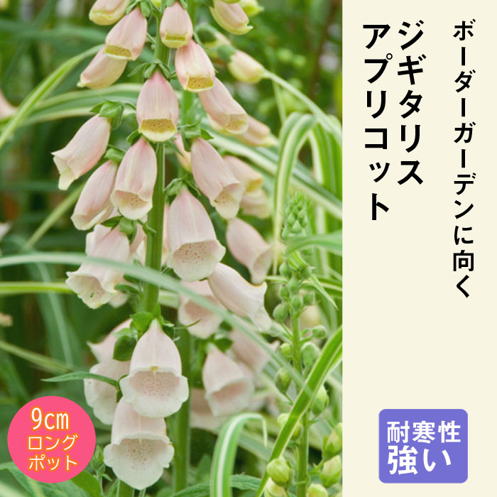 予約】宿根草 苗 ジギタリス アプリコット 9cmロングポット 草丈の
