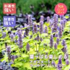 ɺ   ǥ󥸥ӥ꡼ 뤵˶ 󥰥ݥå