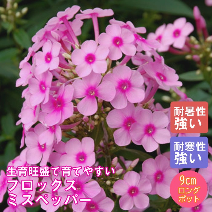 �ɺ��� �� �ե��å��� �ߥ��ڥåѡ� �뤵�˶��� ��������󥰥ݥå�