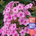 �ɺ��� �� �ե��å��� �ߥ��ڥåѡ� �뤵�˶��� ��������󥰥ݥå�