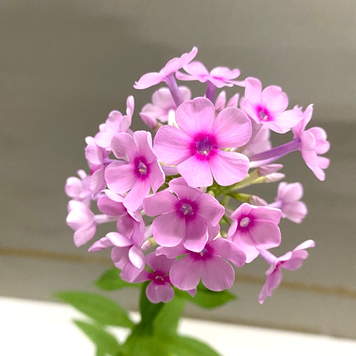 宿根草 苗 フロックス ミスペッパー 暑さに強い 9cmロングポット