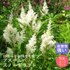 ͽ۽ɺ   Ρɥե 9󥰥ݥå  Ⱦ  ǥ ä󤽤 ¿ǯ ڣ沼ܤ缡ȯ