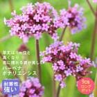 ��ͽ��۽ɺ��� �� �С��٥� �ܥʥꥨ�󥷥� 9������󥰥ݥå� ���ι⤤ �ܡ����� �����ǥ� ����ä��󤽤� ¿ǯ�� �ڣ����Ⱦ���缡ȯ����