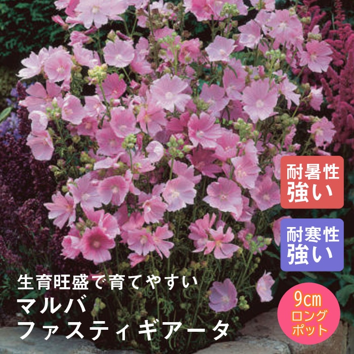 ��ͽ��۽ɺ��� �� �ޥ�� �ե����ƥ��������� 9������󥰥ݥå� ���ι⤤ �ܡ����� �����ǥ� ����ä��󤽤� ¿ǯ�� �ڣ����Ⱦ���缡ȯ����