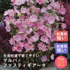 ��ͽ��۽ɺ��� �� �ޥ�� �ե����ƥ��������� 9������󥰥ݥå� ���ι⤤ �ܡ����� �����ǥ� ����ä��󤽤� ¿ǯ�� �ڣ����Ⱦ���缡ȯ����