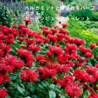 �ɺ��� �� ��ʥ�� �����ǥ�ӥ塼��������å� 9������󥰥ݥå� ���ι⤤ �ܡ����� �����ǥ� ¿ǯ�� 