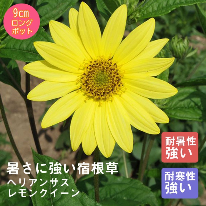 ɺ  إꥢ󥵥 󥯥 뤵˶ 󥰥ݥå