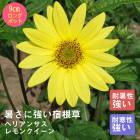 ɺ  إꥢ󥵥 󥯥 뤵˶ 󥰥ݥå