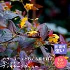 ͽ۽ɺ  ꥷޥ ե䡼å 9󥰥ݥå  Ⱦ  ǥ ¿ǯ ڥ˥11沼ܤ缡ȯ