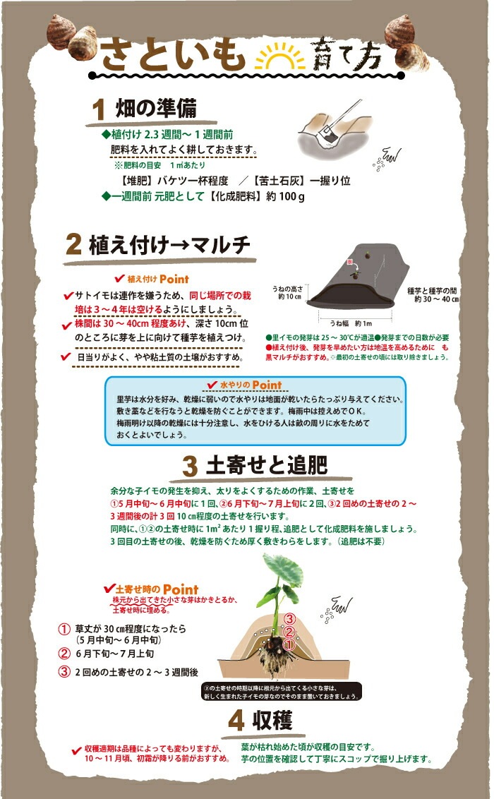 国産 里芋 【 さといも 土垂 （ どだれ ）】 種球根 約500g 家庭菜園