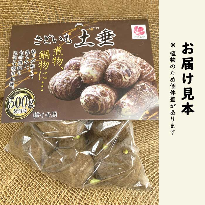 国産 里芋 【 さといも 土垂 （ どだれ ）】 種球根 約500g 家庭菜園
