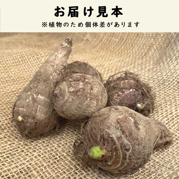 国産 里芋 【 さといも 土垂 （ どだれ ）】 種球根 約500g 家庭菜園