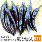 ��ͽ���������� ��� �� ��ŤȤ����餷 ������� 9����ݥå� �䤵�� �ȥ����饷 ���� �����ڱ� �����ǥ˥󥰡ڣ����Ⱦ���缡ȯ����