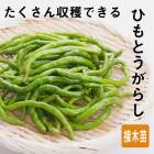 ���� ��� �� �Ҥ�Ȥ����餷 ������� 9����ݥå� �䤵�� �ȥ����饷 ���� �����ڱ� �����ǥ˥�