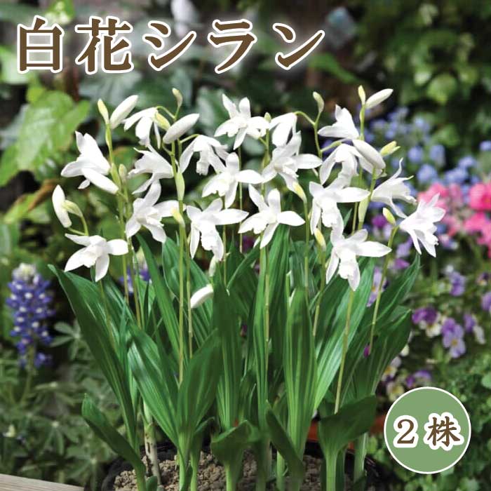 白花 シラン 】 球根 2株 紫蘭 シラン 紫 山野草 多年草 シェード