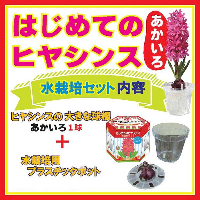 はじめての ヒヤシンス 水栽培 セット 【 球根 + 水栽培容器 】 あか