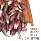 �ߤ礦�� �� ��庬 180�� �ߥ祦�� 謲� ��� �����ڱ� �ץ�󥿡����� �إ륷�� �֤�����