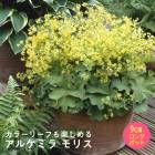 �ɺ��� �� ���륱�ߥ� ��ꥹ 9������󥰥ݥå� �Х�˹礦 ����ä��󤽤� ¿ǯ�� �ڥ�˥���