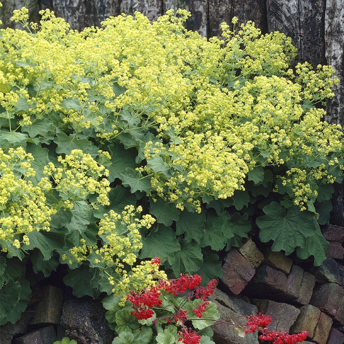 予約】宿根草 苗 アルケミラ モリス 9cmロングポット バラに合う
