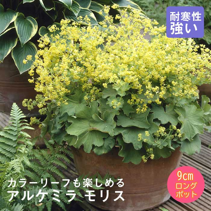 宿根草 苗 アルケミラ モリス 9cmロングポット バラに合う しゅっこ