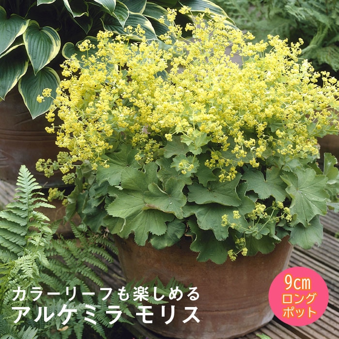 宿根草 苗 アルケミラ モリス 9cmロングポット バラに合う しゅっこ