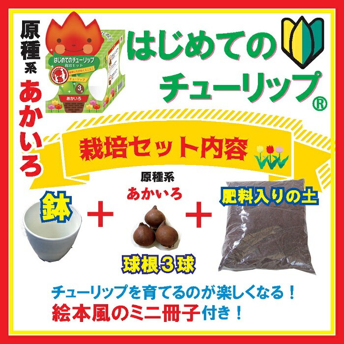 ϤƤ 塼å  å  庬 +4ȭ++ߥ˺ҡ   å ֤