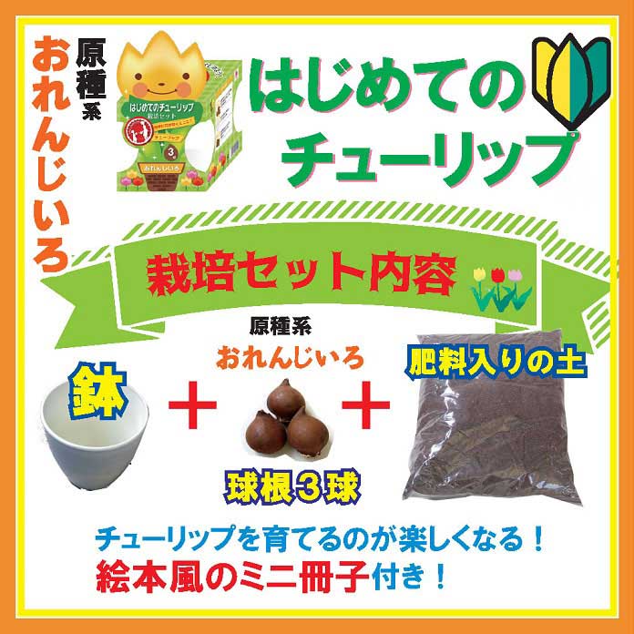 �Ϥ���Ƥ� ���塼��å� ���� ���å� �� �庬 +4��ȭ+������+�������ߥ˺��ҡ� ����󤸤��� �� ���å� �֤�����