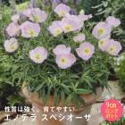 ��ͽ��۽ɺ��� �� ���Υƥ� ���ڥ������� ��������󥰥ݥå� �����㤤 ����ä��󤽤� ¿ǯ�� �ڥ�˥��� �ڣ����Ⱦ���缡ȯ����