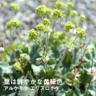 ��ͽ��۽ɺ��� �� ���륱�ߥ� ���ꥹ���ݥ� 9������󥰥ݥå� �Х�˹礦 ����ä��󤽤� ¿ǯ�� �ڥ�˥���ڣ����Ⱦ���缡ȯ����