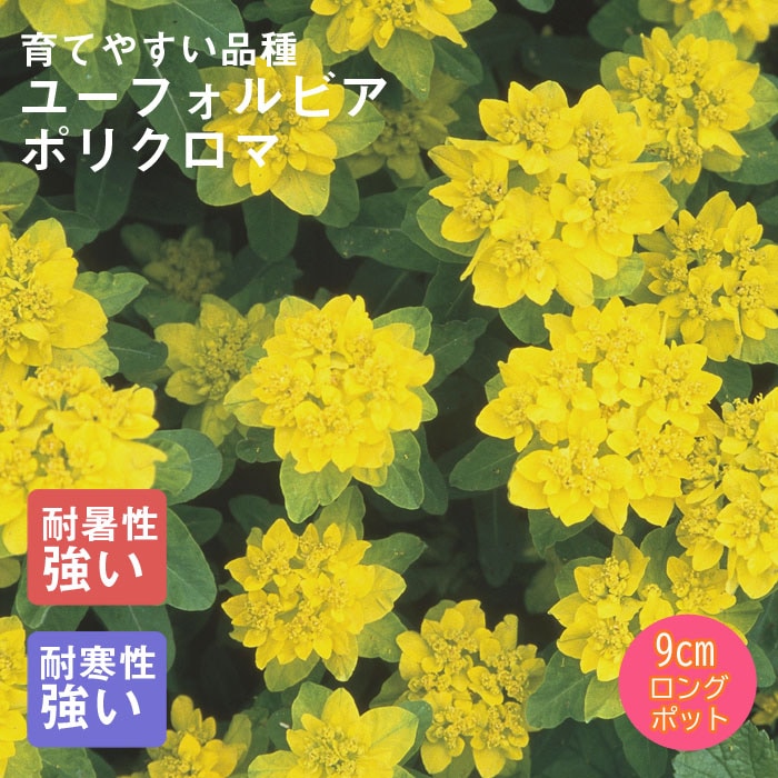 ��ͽ��۽ɺ��� �� �桼�ե���ӥ� �ݥꥯ���� ��������󥰥ݥå� �����㤤 ����ä��󤽤� ¿ǯ�� �ڥ�˥���ڣ����Ⱦ���缡ȯ����