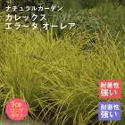 ��ͽ��۽ɺ��� �� ����å��� ���顼�� �����쥢 9������󥰥ݥå� ���饹 ����ä��󤽤� ¿ǯ�� �ڥ�˥��� �ڣ����Ⱦ���缡ȯ����