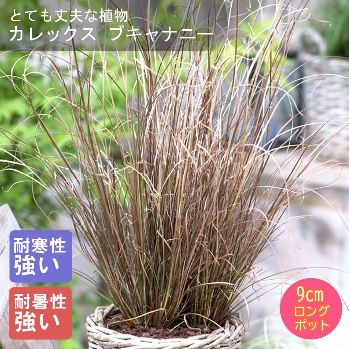 ��ͽ��۽ɺ��� �� ����å��� �֥���ʥˡ� 9������󥰥ݥå� ���饹 ����ä��󤽤� ¿ǯ�� �ڣ����Ⱦ���缡ȯ����