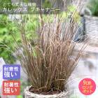 ��ͽ��۽ɺ��� �� ����å��� �֥���ʥˡ� 9������󥰥ݥå� ���饹 ����ä��󤽤� ¿ǯ�� �ڣ����Ⱦ���缡ȯ����