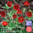 ͽ۽ɺ  ݥƥƥ åȥå 9󥰥ݥå 㤤 ä󤽤 ¿ǯڣ沼ܤ缡ȯ