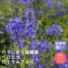 ��ͽ��۽ɺ��� �� �٥��˥� �������֥롼 9������󥰥ݥå� �Х�˹礦 ����ä��󤽤� ¿ǯ�� �ڥ�˥���ڣ����Ⱦ���缡ȯ����