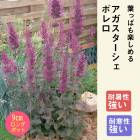 ��ͽ��۽ɺ��� �� �������������� �ܥ�� ��������󥰥ݥå� �뤵�˶��� �ѽ��� ����ä��󤽤� ¿ǯ�� �ڥ�˥��� �ڣ����Ⱦ���缡ȯ����