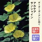 ͽ۽ɺ  륱 󥷥㥤 9󥰥ݥå  ι⤤ ܡ ǥ ¿ǯڣ沼ܤ缡ȯ