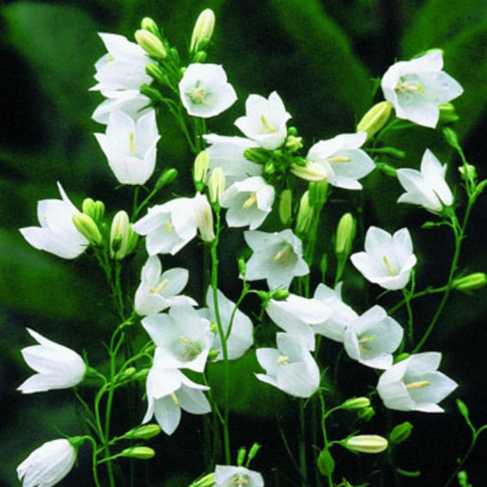 予約】宿根草 苗 カンパニュラ ホワイトジェム 9cmロングポット 日陰