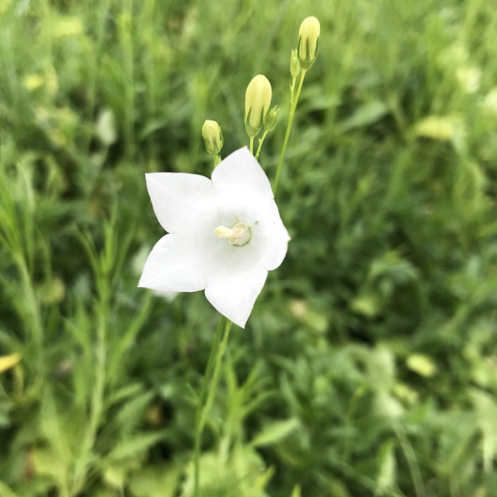 宿根草 苗 カンパニュラ ホワイトジェム 9cmロングポット 日陰 半