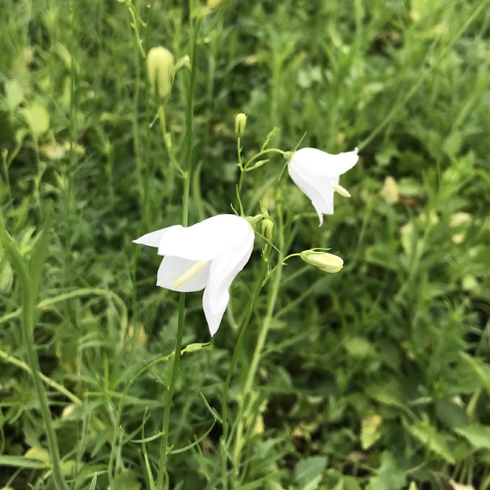 宿根草 苗 カンパニュラ ホワイトジェム 9cmロングポット 日陰 半