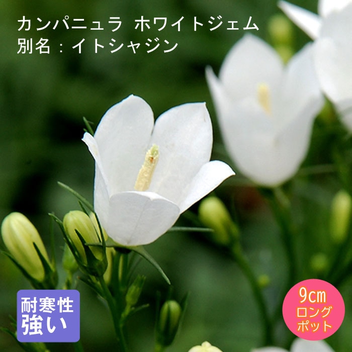 ✼ Kaorin ✼ 花菖蒲 カーネーション 白詰草 カンパニュラ カンパニュラ メディウム | 花のある暮らし