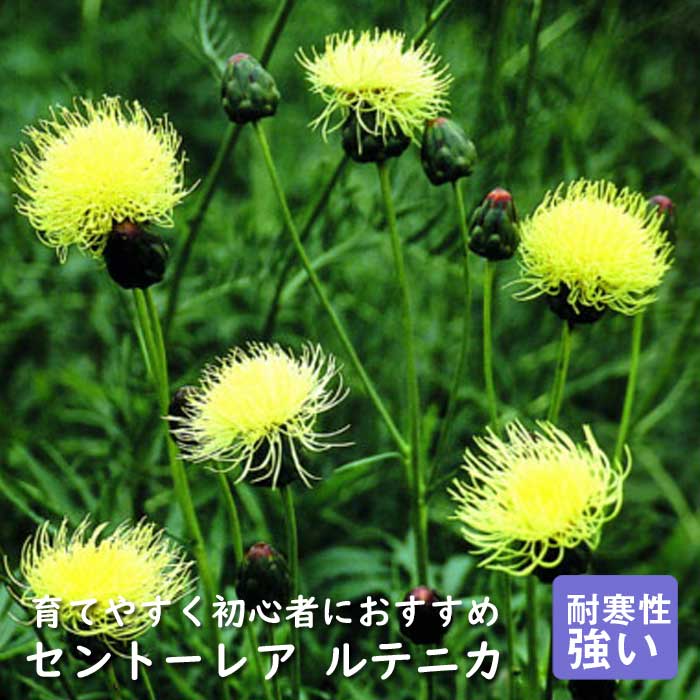 �ɺ��� �� ����ȡ��쥢 ��ƥ˥� ��������󥰥ݥå� �Х�˹礦