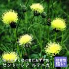 �ɺ��� �� ����ȡ��쥢 ��ƥ˥� ��������󥰥ݥå� �Х�˹礦