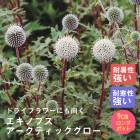 ��ͽ��� �ɺ��� �� �����Υץ� �������ƥ��å������� 9������󥰥ݥå� �ڤ�ָ��� ����ä��󤽤� ¿ǯ�� �ڥ�˥��� �ڣ�������ܤ��缡ȯ����