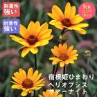 ͽ۽ɺ  إꥪץ ޡʥ 9󥰥ݥå ɺɱҤޤ ɺҥҥޥ 뤵˶ ¿ǯڣ沼ܤ缡ȯ