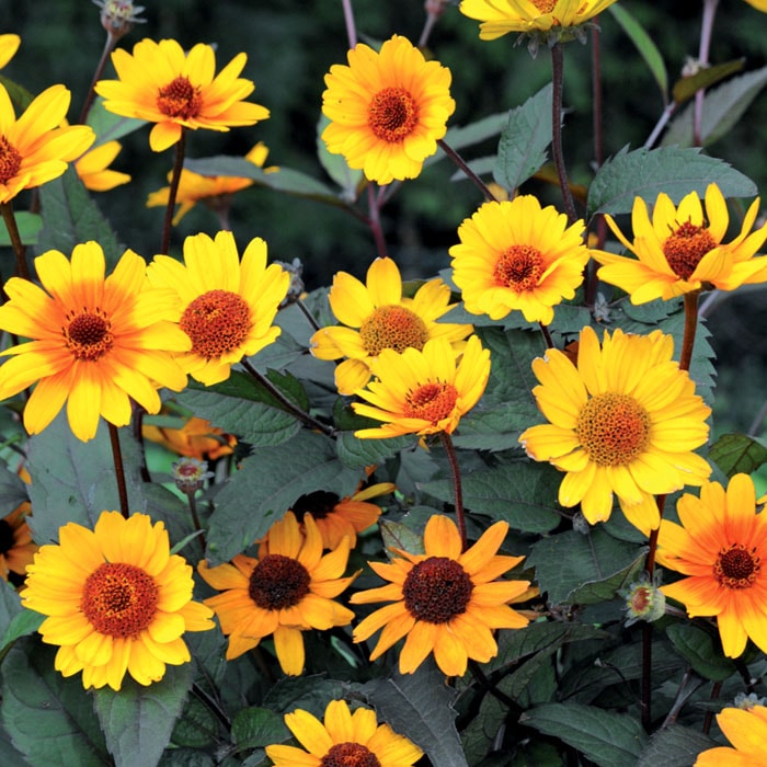 予約】宿根草 苗 ヘリオプシス サマーナイト 9cmロングポット 宿根姫