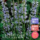 ��ͽ��۽ɺ��� �� ����ӥ� ���������� ��������󥰥ݥå� �뤵�˶��� �ѽ��� ����ä��󤽤� ¿ǯ�� �ڥ�˥��� �ڣ����Ⱦ���缡ȯ����