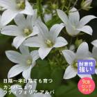 �ɺ��� �� ����ѥ˥�� ��ƥ��ե��ꥢ ����� 9������󥰥ݥå� ���� Ⱦ���� �������� �����ǥ� ¿ǯ�� 